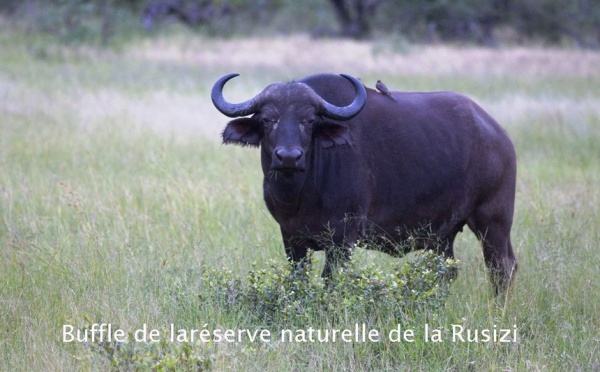 Un buffle perturbe l’aviation sur l’aéroport international de Bujumbura