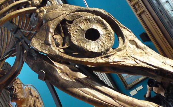 ANNA, le reptile aux grands yeux