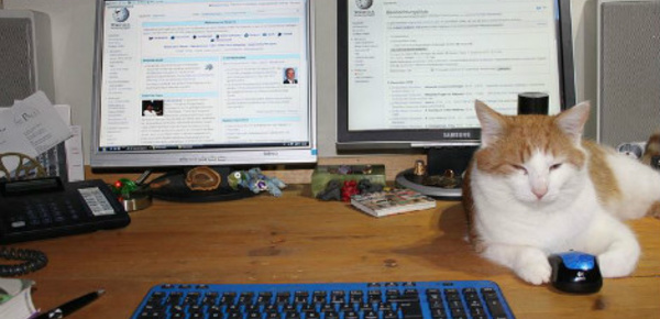 Les chats, un rempart au burn-out professionnel?