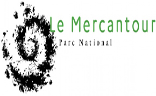 UN LOUP SUIVI A DISTANCE DEPUIS 1 SEMAINE DANS LE MERCANTOUR