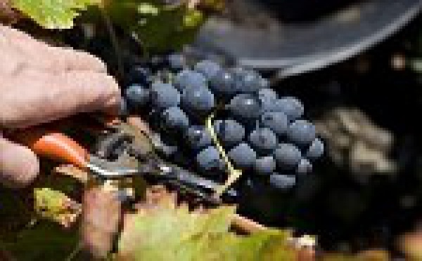 Vendanges 2009 dans les Côtes du Rhône
