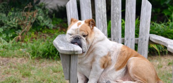 Comment rafraîchir nos animaux de compagnie en période estivale