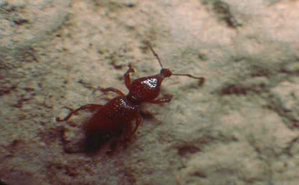 Un charançon rarissime découvert dans les cavernes des glacis du Palais Princier