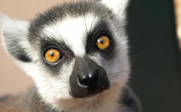 VAR : A La Londe Les Maures, le Jardin d’Oiseaux Tropicaux, conservatoire d’espèces en voie de disparition.