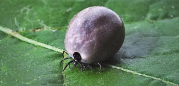 La maladie de Lyme, un scandale sanitaire divisant le monde médical