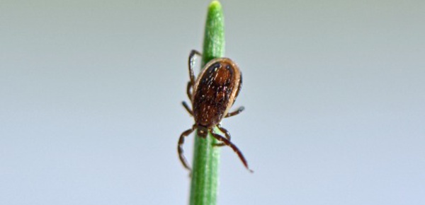 Bien se protéger des tiques