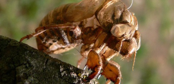 Les cigales: le chant du sud