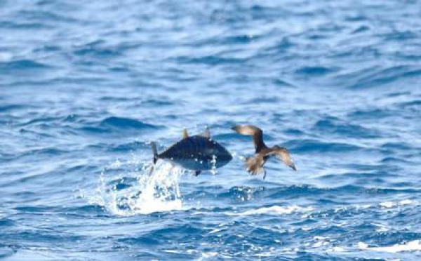 Monaco dépose sa demande d’inscrire le thon rouge de l’Atlantique à la CITES