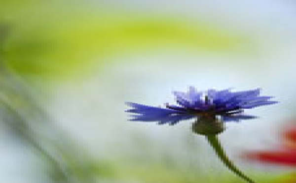 COLLECTE DU BLEUET DE FRANCE POUR LE 11 NOVEMBRE