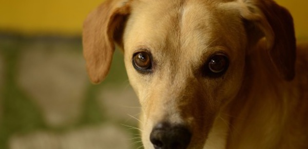 Bien vermifuger son chien