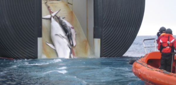 177 baleines tuées par le Japon "au nom de la science"
