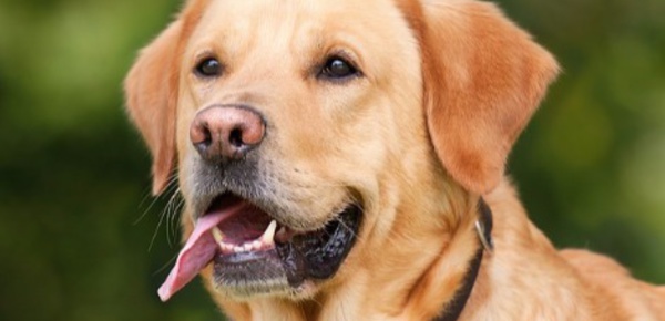 Quand les animaux soignent les humains… 