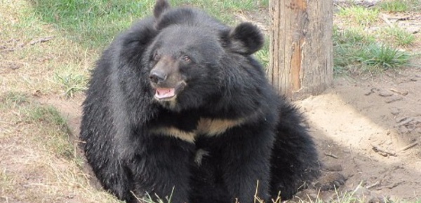 L’ours à la langue géante opéré avec succès