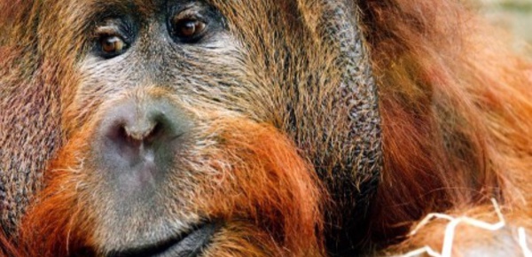 Découverte d’une nouvelle espèce d’orang-outan en Indonésie