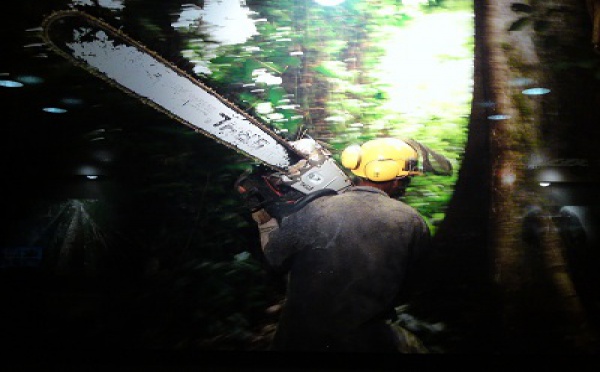 ANNEE DE LA BIODIVERSITE - Actions contre la déforestation