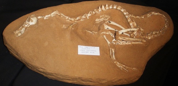 Découverte du premier dinosaure semi-amphibie