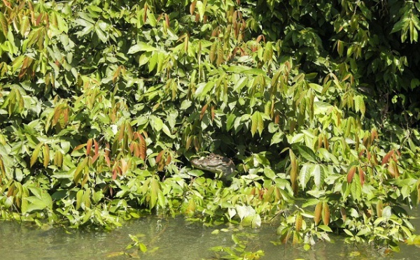 Tortuguero - La pleine nature à portée de main