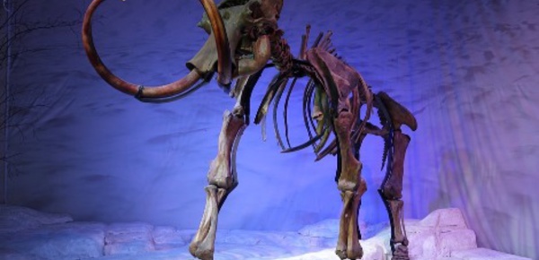 L’achat aux enchères d’un mammouth