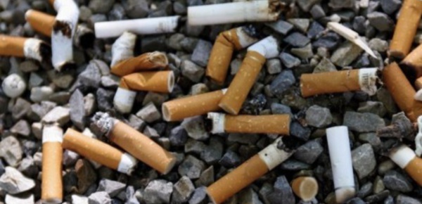 Quand les mégots deviennent écolos