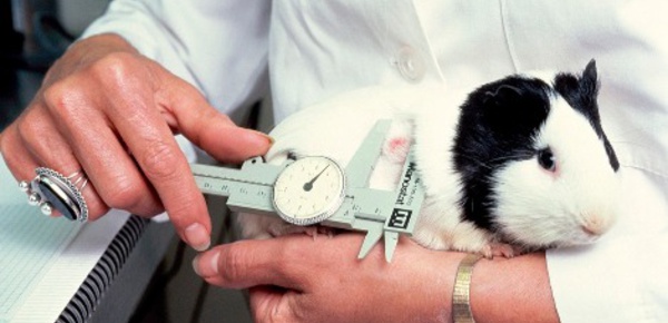 L'expérimenation animale est-elle indispensable?