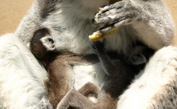 Naissances de lémuriens au Jardin d'Oiseaux Tropicaux de La Londe-les-Maures (Var)