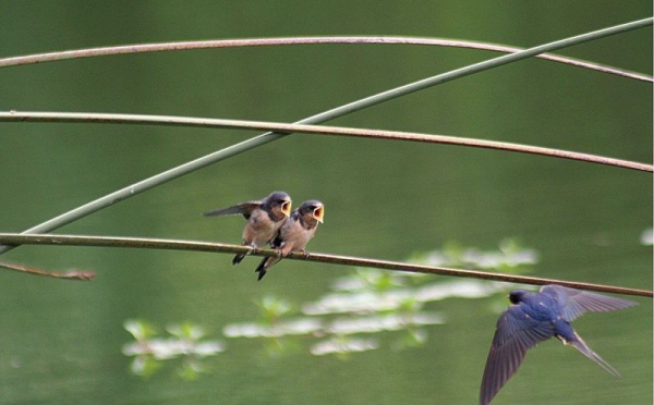 IMAGE DU JOUR: Symbole du printemps