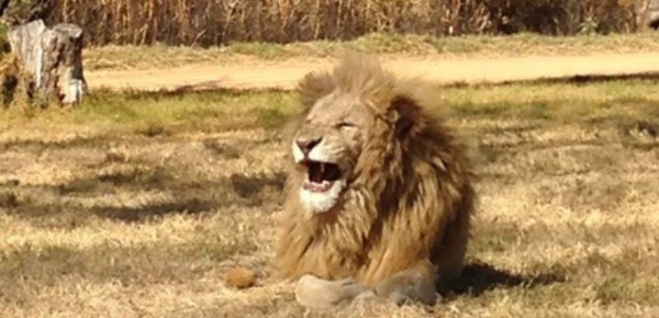 La guerre et ses effets sur la biodiversité 