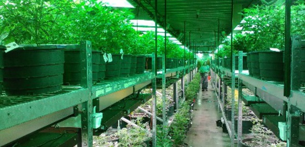 Un pas vers la légalisation du cannabis en France