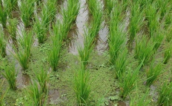 Bénin : pour le meilleur et pour le riz