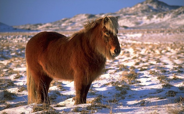 L'IMAGE DU JOUR: Cheval islandais