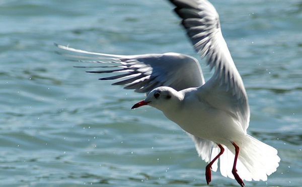 L'IMAGE DU JOUR: Mouette rieuse