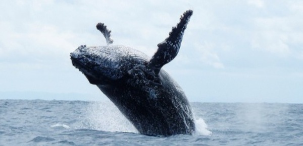 Festival des baleines