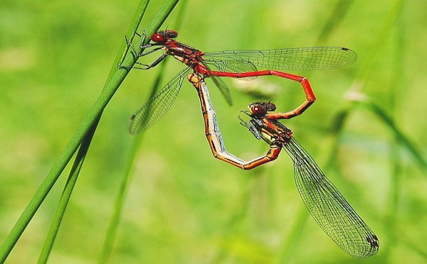 L'IMAGE DU JOUR: Grandes demoiselles rouges