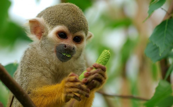 L'IMAGE DU JOUR: Saimiri, singe-écureuil