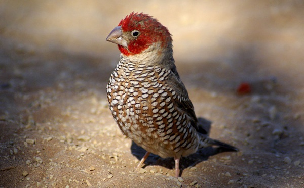 L'IMAGE DU JOUR: Amadine à tête rouge