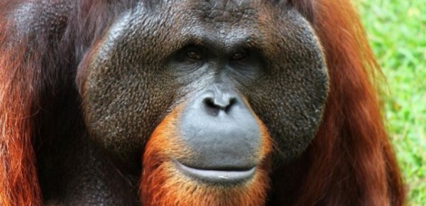 Indonésie: l'huile de palme et la faune