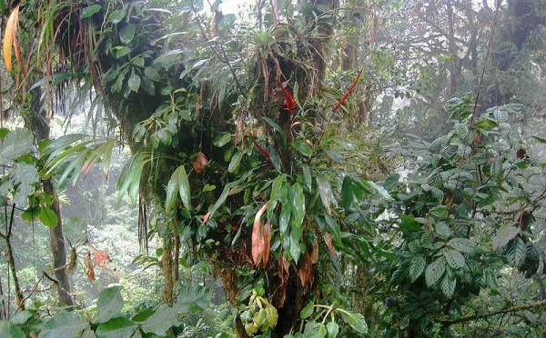 Journée internationale de la diversité biologique