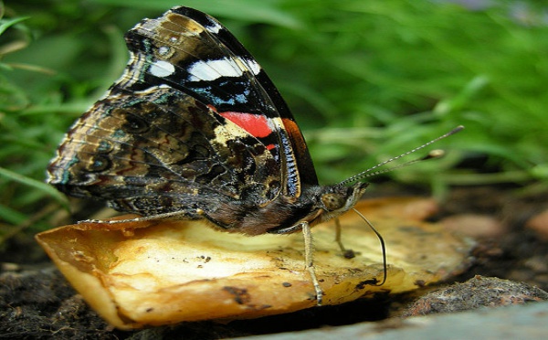 L'IMAGE DU JOUR: Vulcain