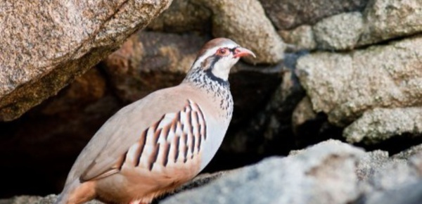 Un printemps de mauvais augure