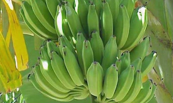 IMAGE DU JOUR: Bananier