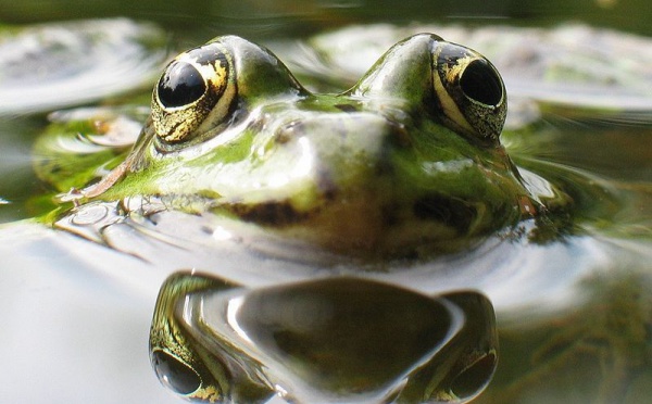 L'IMAGE DU JOUR: Grenouille verte