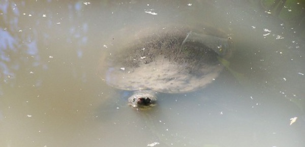 Australie: la tortue punk menacée d'extinction