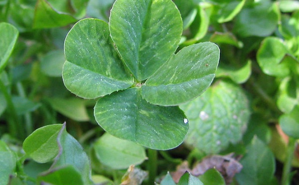 L'IMAGE DU JOUR: Trèfle à quatre feuilles