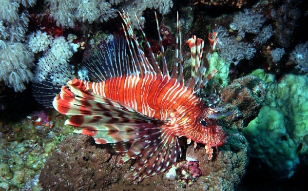 IMAGE DU JOUR: Rascasse volante