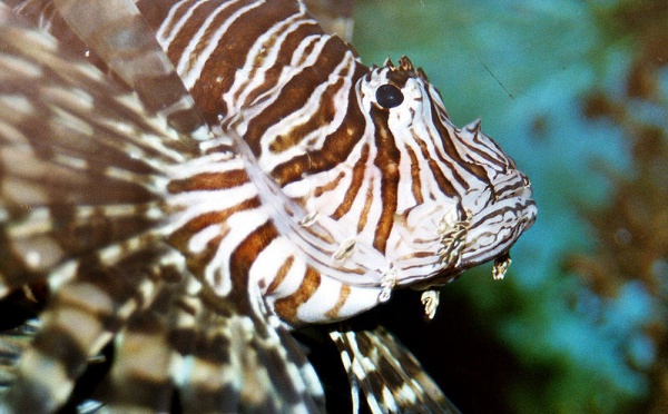 L'IMAGE DU JOUR: Poisson diable