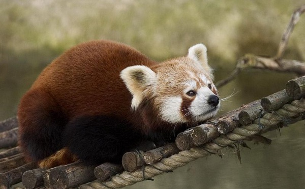 L'IMAGE DU JOUR: Panda rouge