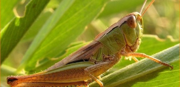 Va-t-on bientôt manger des insectes?