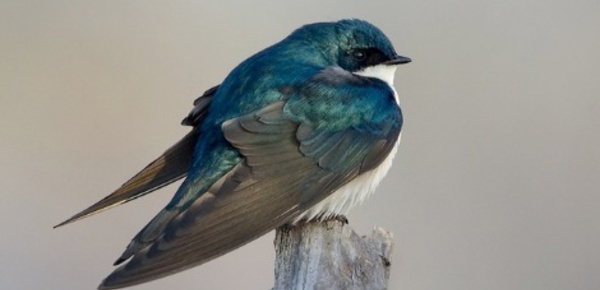 Le silence des oiseaux