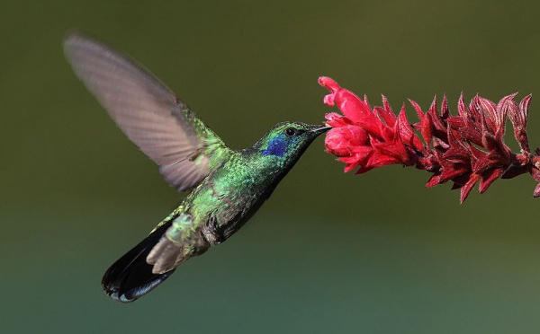 L'IMAGE DU JOUR: Colibri