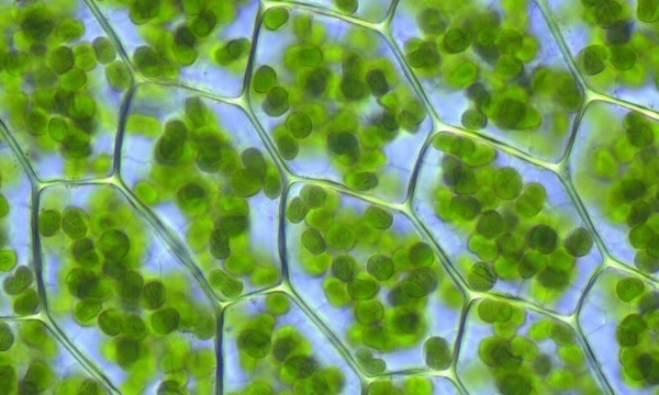 IMAGE DU JOUR: Cellules végétales